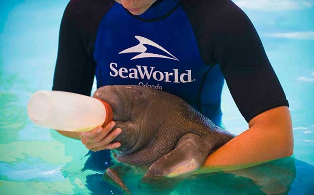 Manatee-Calf-Rescue_660x410-224671_1080-671-0-0