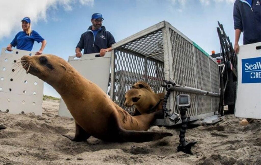 Sea-Lion-Beach-Release_650x410-109533_1080-682-0-0