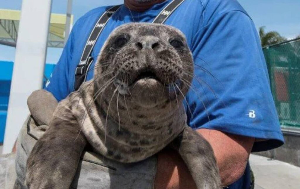 seal-face_650x410-662958_1080-682-0-0